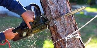 Best Palm Tree Trimming  in Fullerton, CA