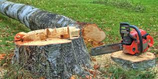 Best Stump Grinding and Removal  in Fullerton, CA