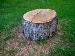 Best Tree Maintenance Programs  in Fullerton, CA
