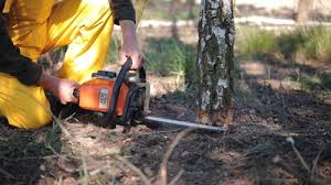 Best Firewood Processing and Delivery  in Fullerton, CA