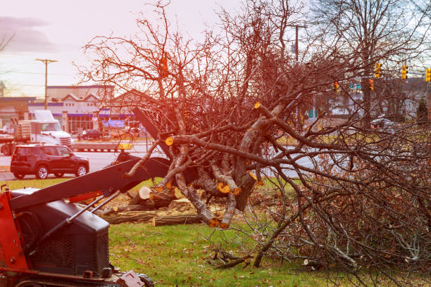 Best Emergency Tree Removal  in Fullerton, CA