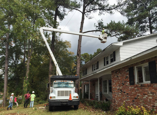 Best Utility Line Clearance  in Fullerton, CA