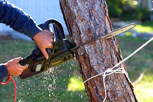 Best Lawn Maintenance Plans  in Fullerton, CA