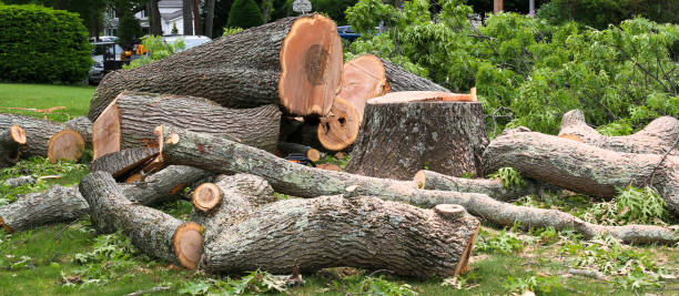 Best Lot and Land Clearing  in Fullerton, CA