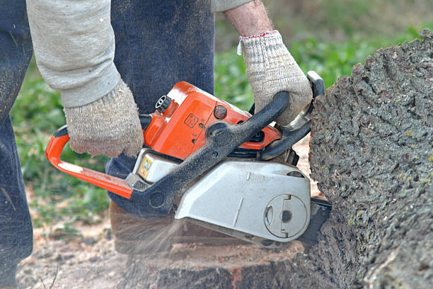 Best Weed Control  in Fullerton, CA