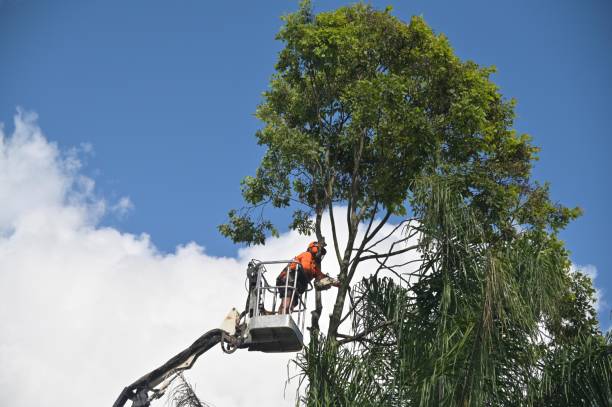 Best Arborist Consultation Services  in Fullerton, CA