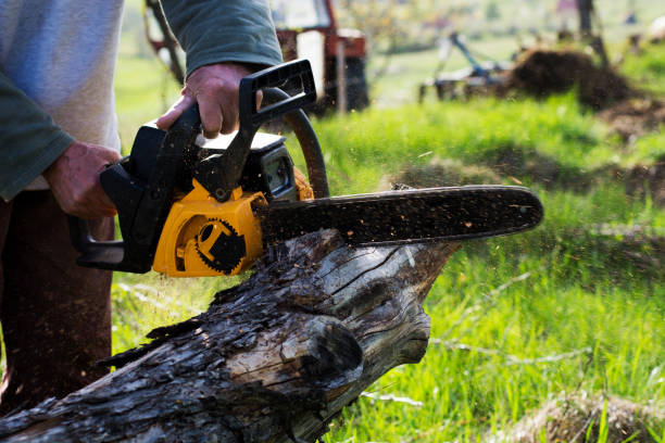 Professional Tree Care in Fullerton, CA