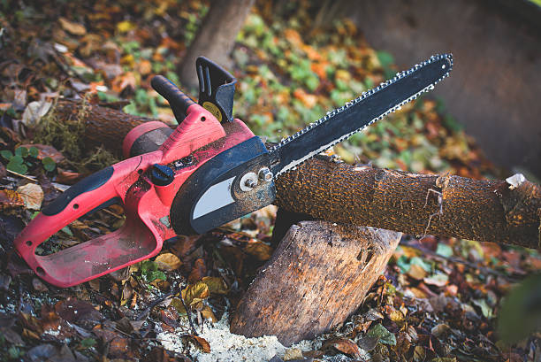 How Our Tree Care Process Works  in  Fullerton, CA